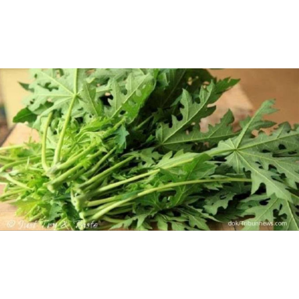 

daun pepaya 1 ikat segar bppn