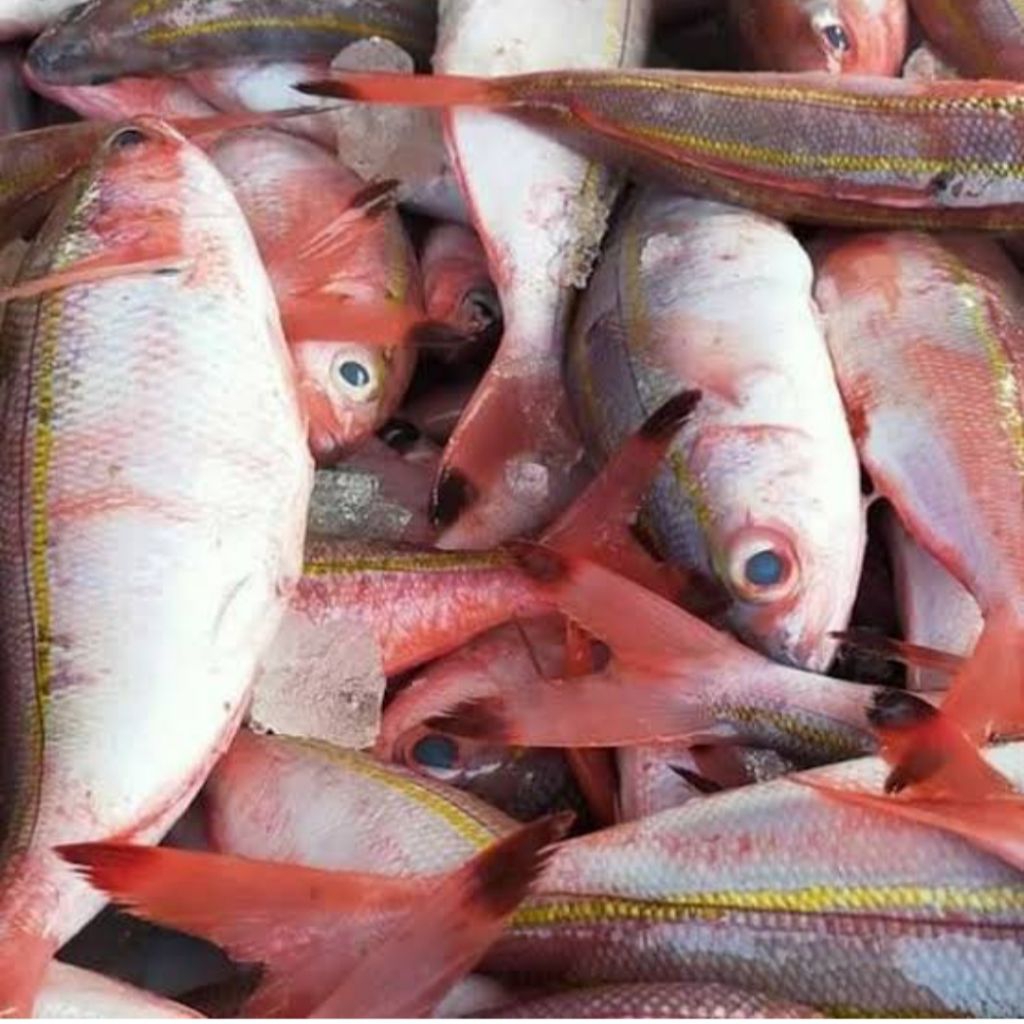 

ikan biji nangka besar2 1kg bppn