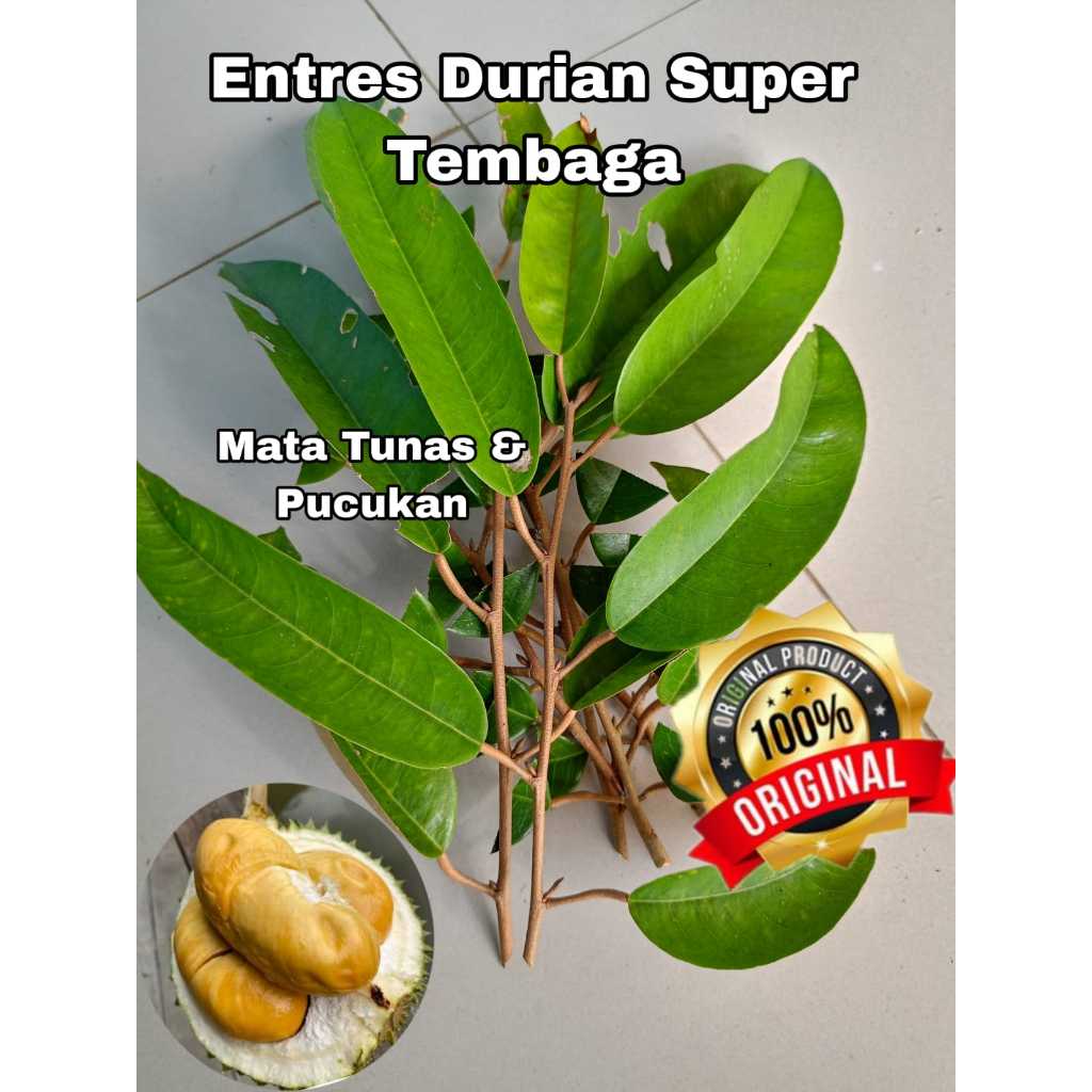 ENTRES DURIAN SUPER TEMBAGA ENTRES MATA TUNAS PUCUK