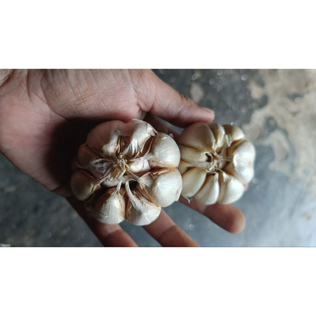 

Bawang putih SINCO