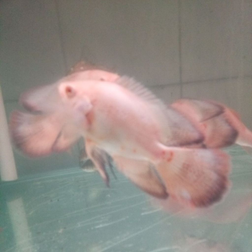Oscar albino slayer 16cm