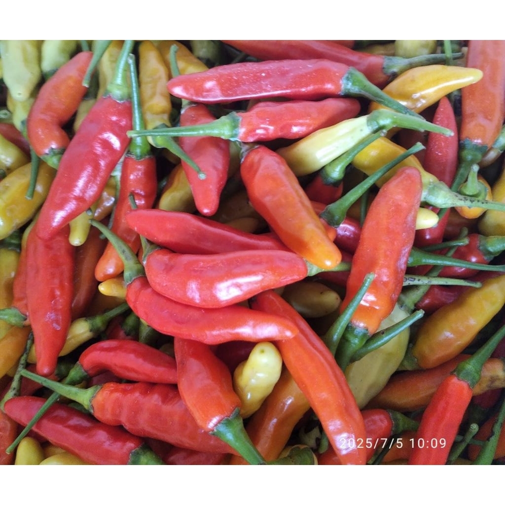 

Cabe Rawit Merah Ori Fresh Petik Dari Petani