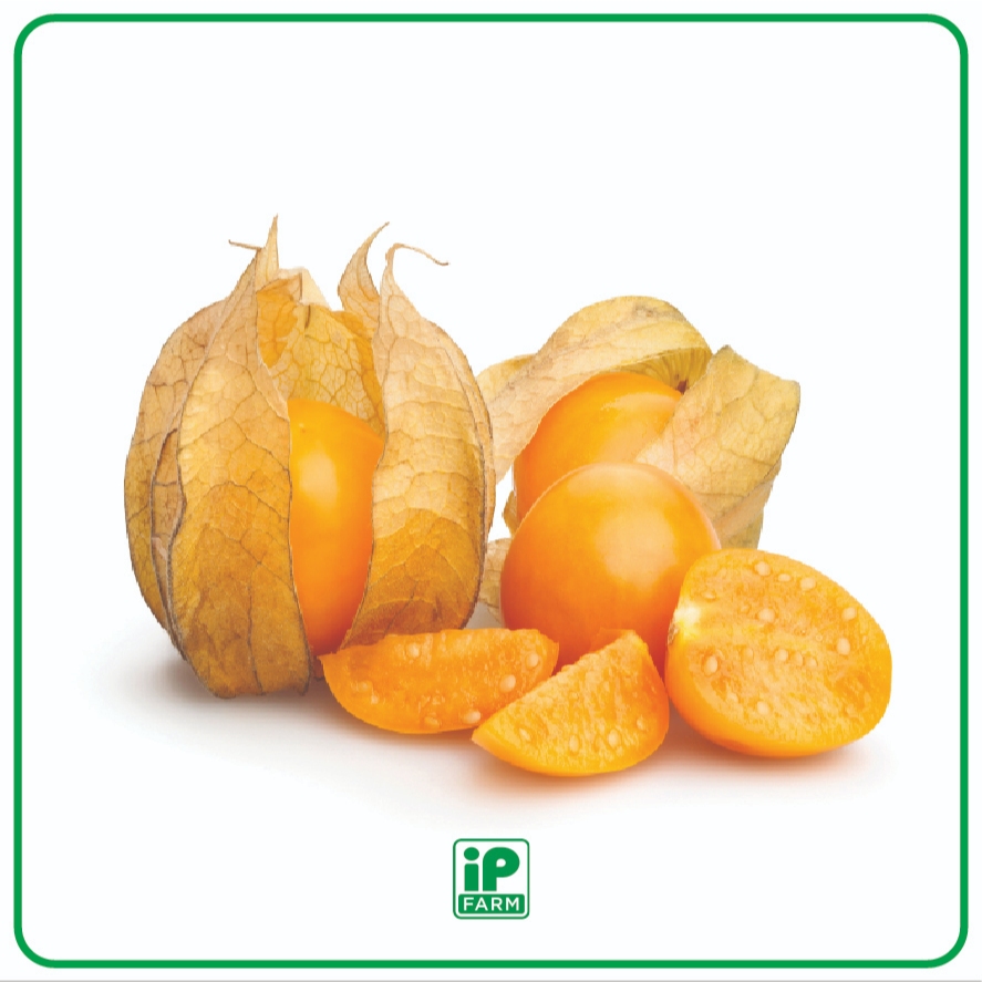 

Golden Berry | Buah Ciplukan Emas