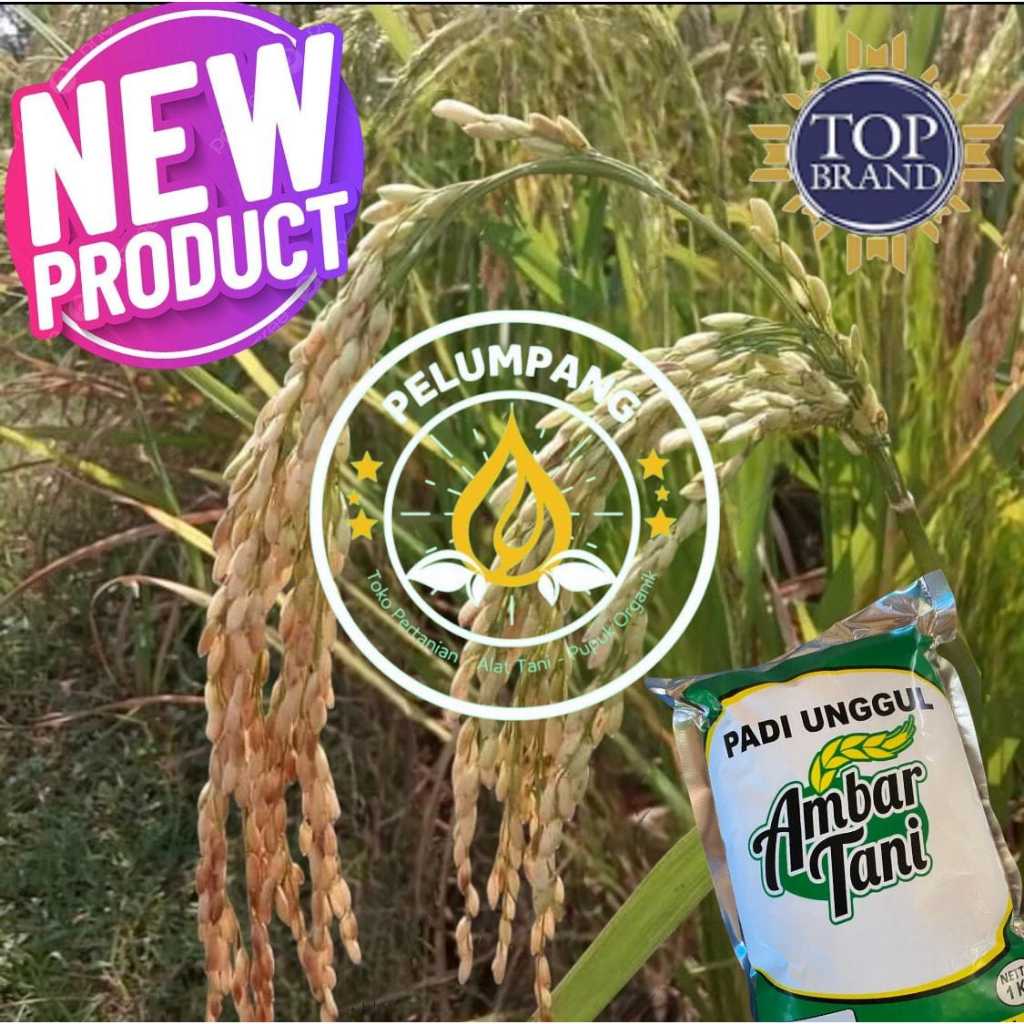 BENIH PADI UNGGUL BIBIT PADI 2 TONGKOL