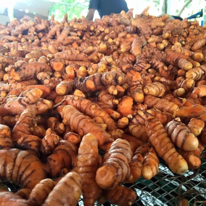 

Kunyit Besar Fresh Murah 1 kg Bersih
