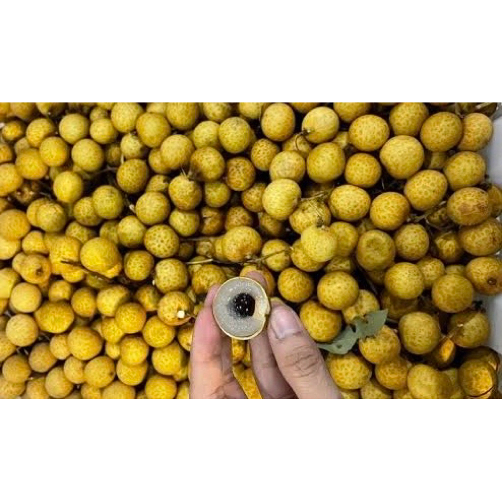 

Buah Kelengkeng Segar