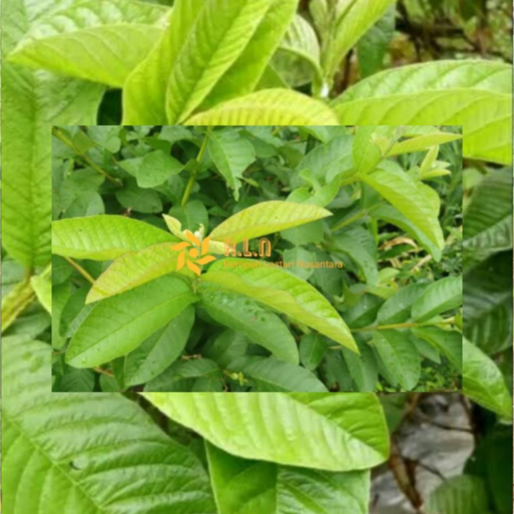 

Daun jambu biji segar | daun jambu biji fresh ( tidak terlalu tua )