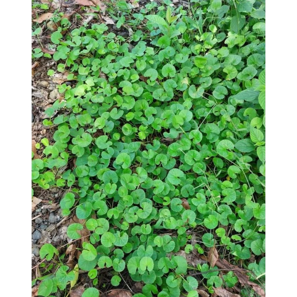 

Daun pegagang organik berat 100gr sayur sehat organik