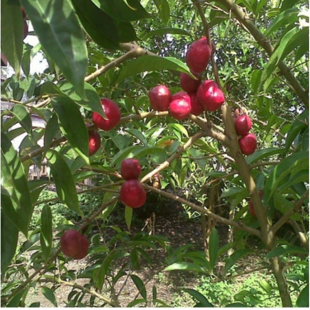 

buah mahkota dewa segar per5 biji