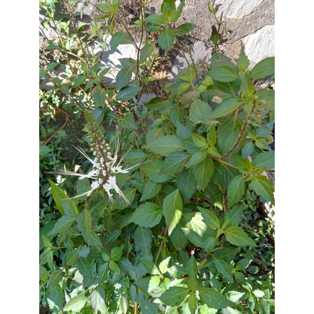 

DAUN KUMIS KUCING 50g