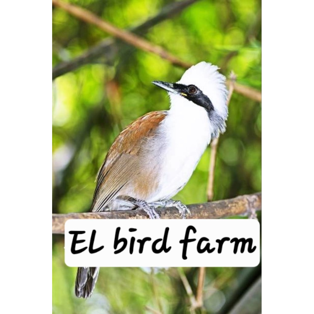 POKSAY THAILAND(POKSAY JAMBUL IMPOR)