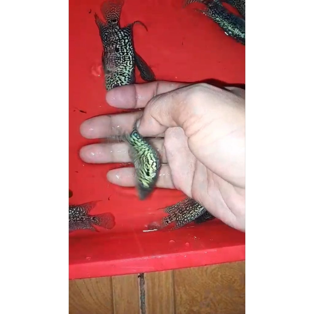 LOUHAN PROGRESS GB KAMFA