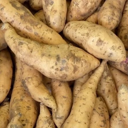 

Ubi Cilembu atau madu 1kg