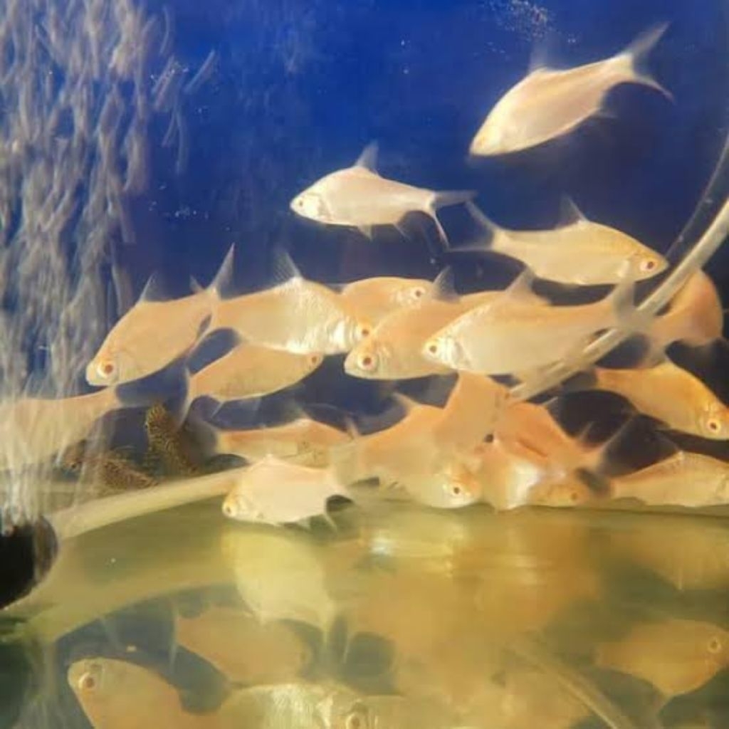 

Ikan kapiat kaviat albino size S