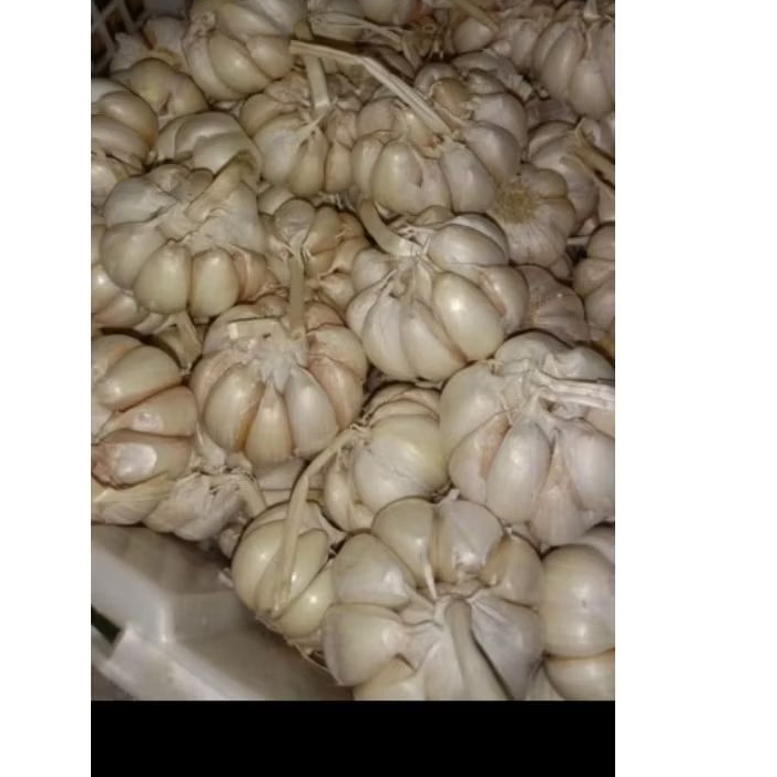 

Bawang Putih sinco 1 kg