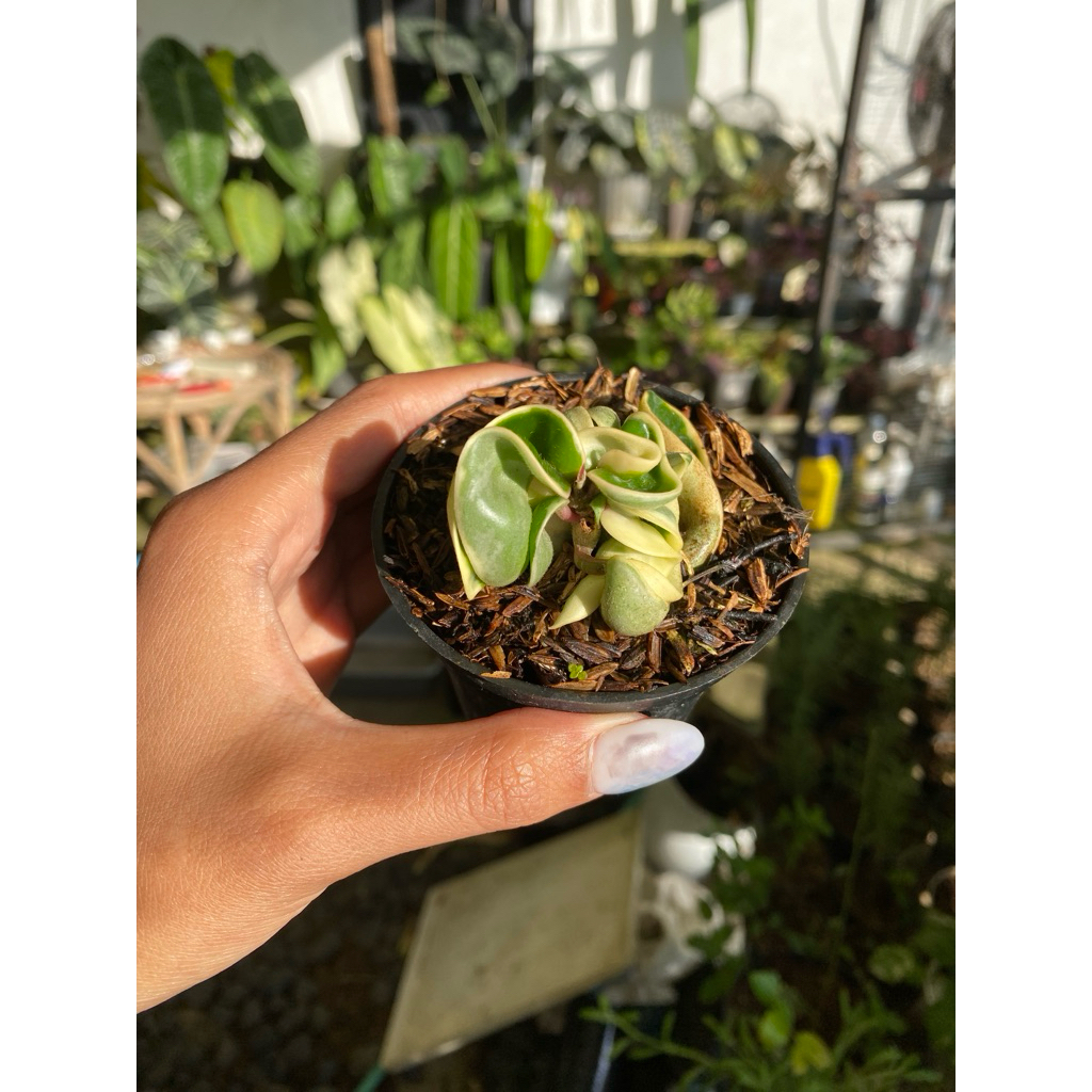 hoya compacta variegata / hoya compacta regalis