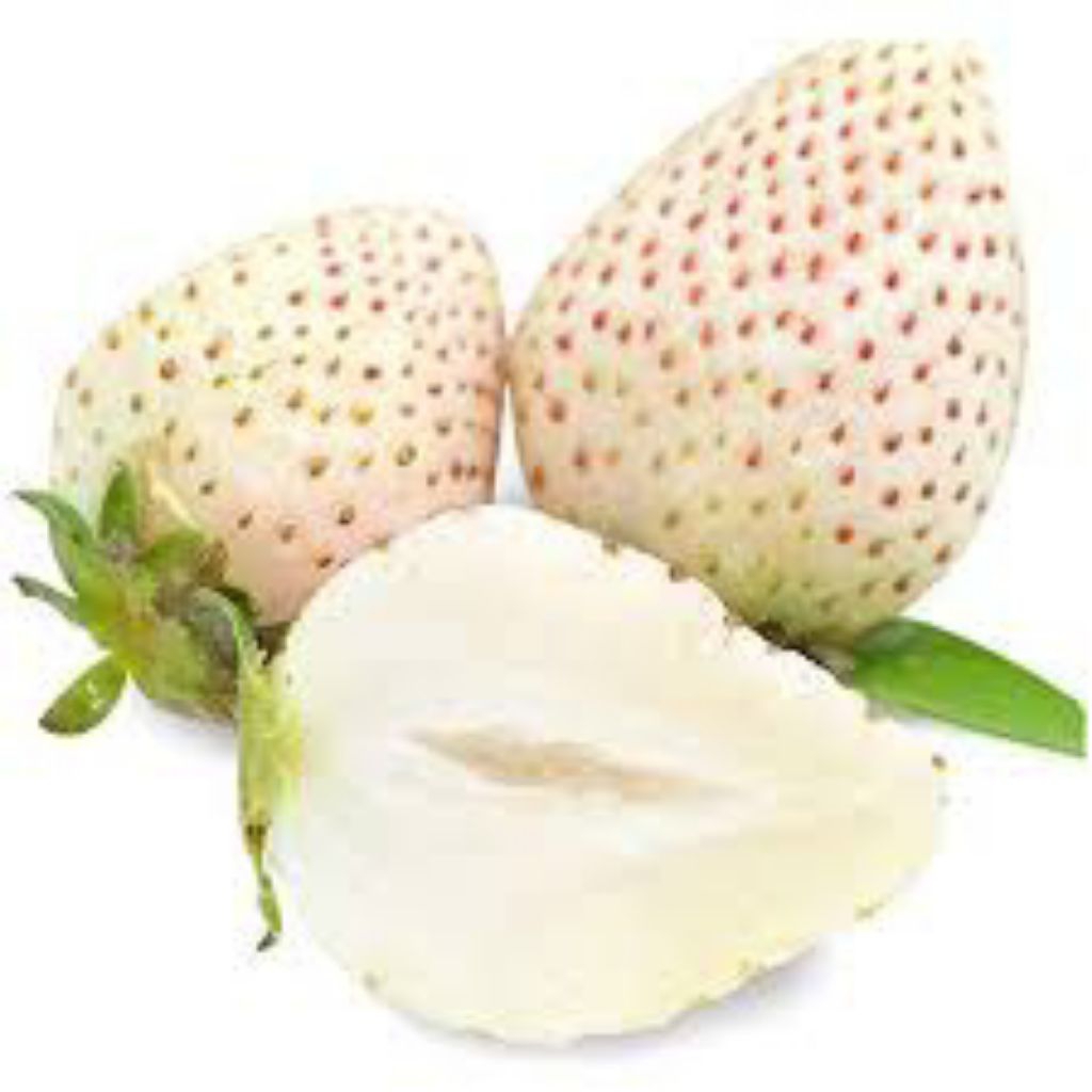 50 BUTIR BENIH STRAWBERRY PUTIH