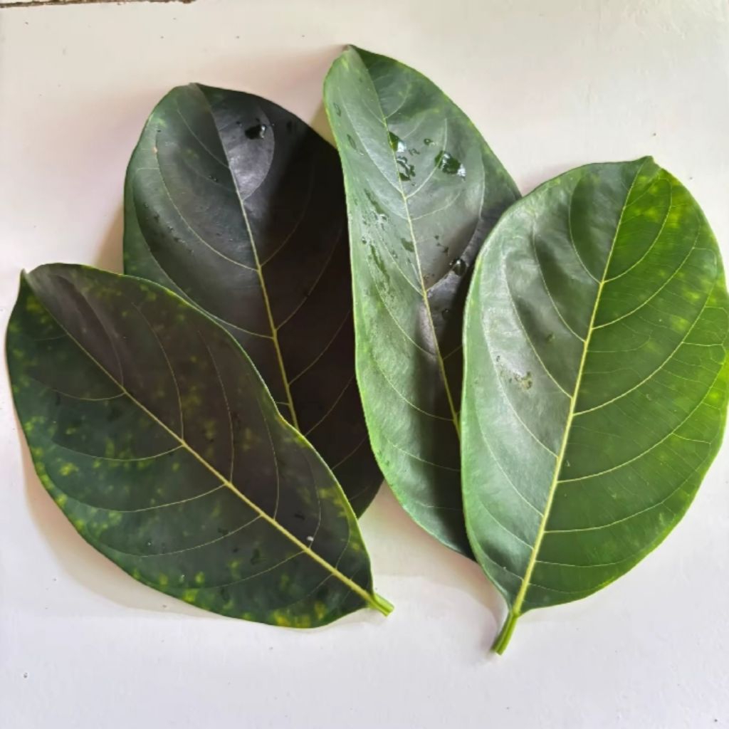 

Daun nangka segar/100 lembar