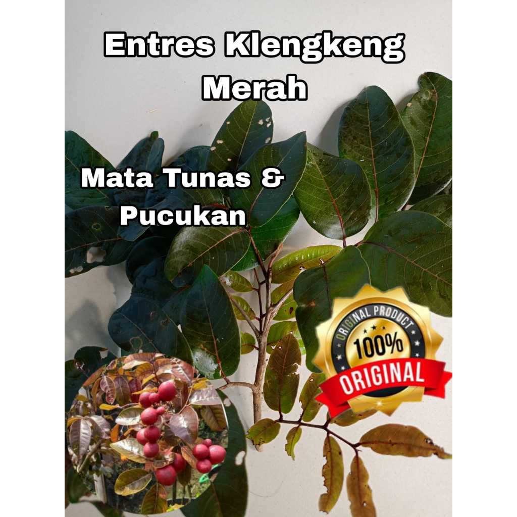 ENTRES KELENGKENG MERAH PUCUKAN MATA TUNAS SUPER