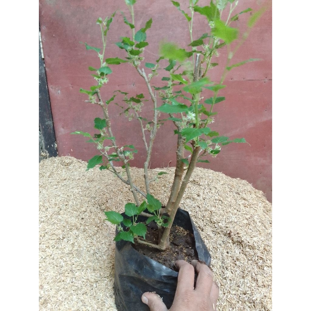 Bahan bonsai murbei