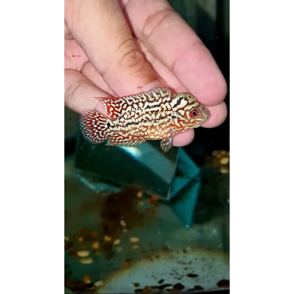 Super Red Kamfa F2 VVIP MALE import ukuran -+ 7cm,