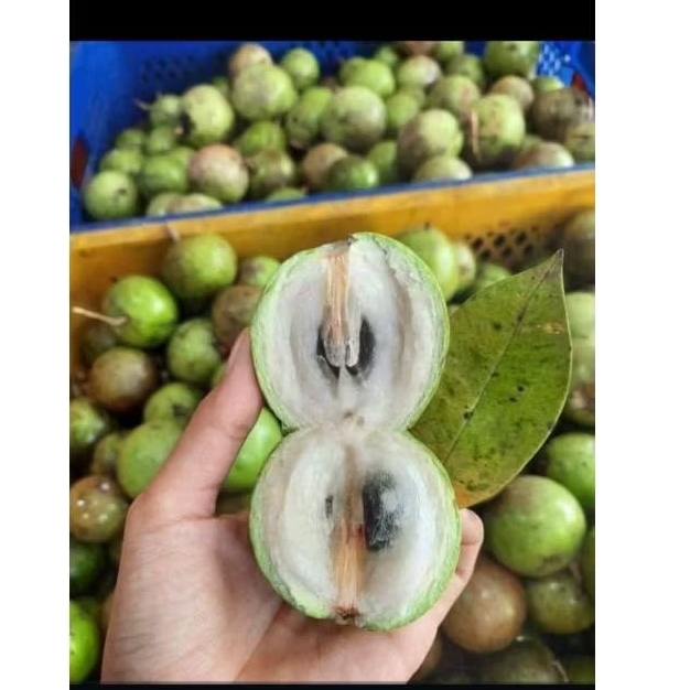 

buah manicu / kenitu / sawo hijau / sawo apel / sawo susu