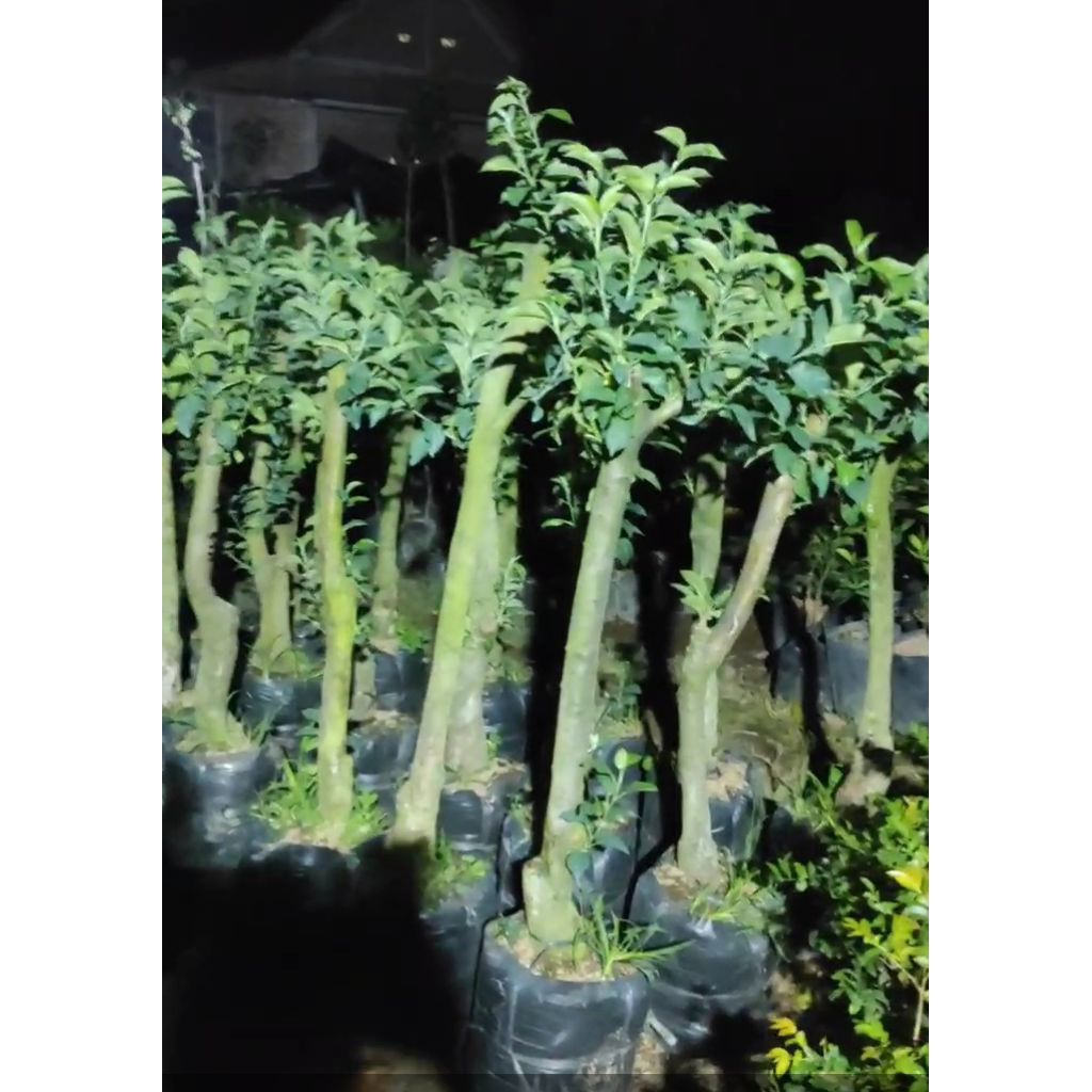 

BATANG BESAR APEL MERAH SIAP BERBUAH/BERBUNGA