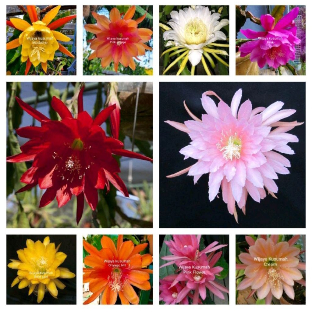 Tanaman hias gantung paket 10 Wijaya Kusumah macam bunga