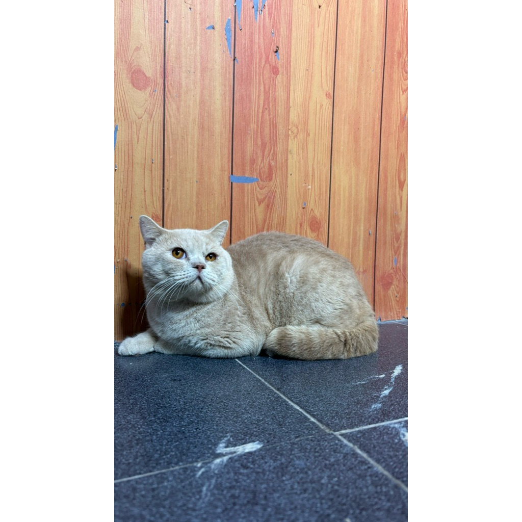 adopsi kucing bsh