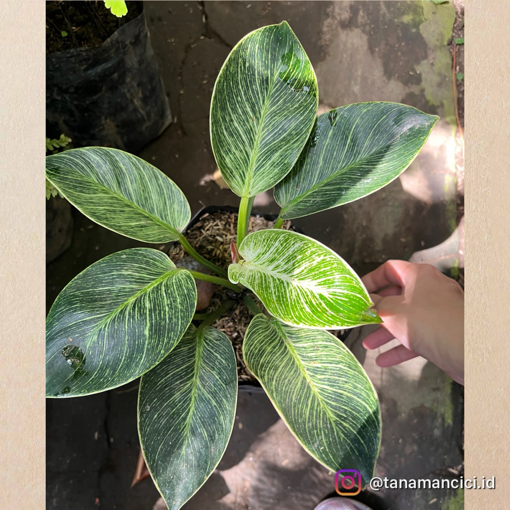 tanaman philodendron Birkin rimbun real pict