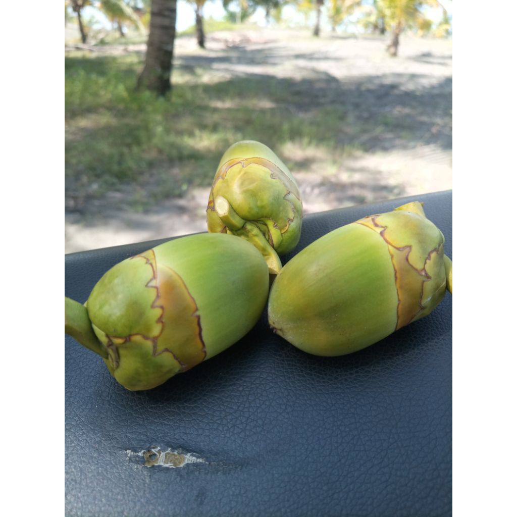 

beluluk kelapa segar 1pcs