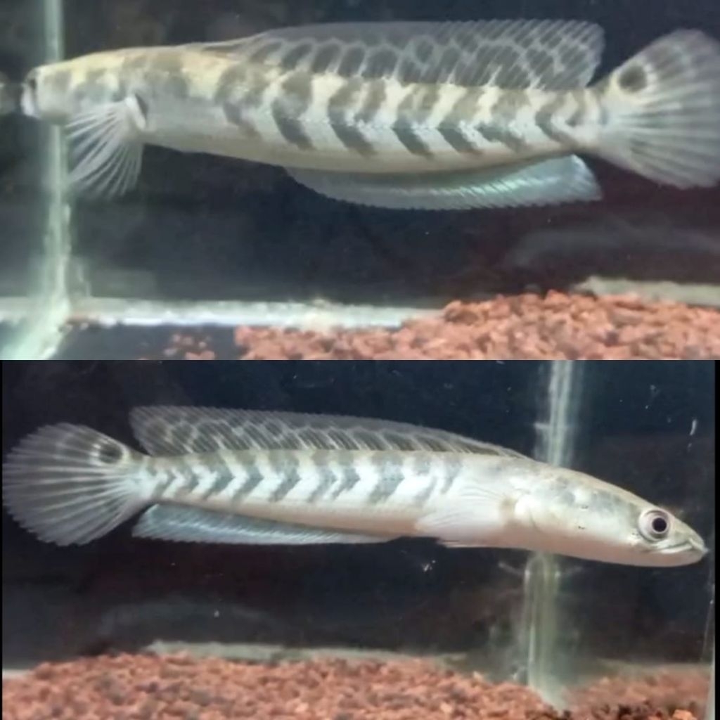 Stiker chana Ys size 11-12cm