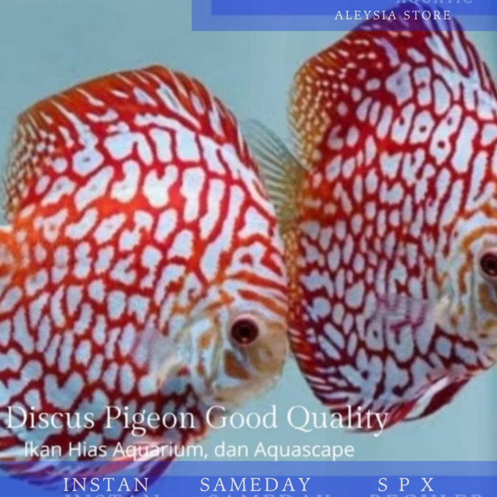 Discus Pigeon Checkerboard Good Quality Hiasan Aquarium dan Aquascape