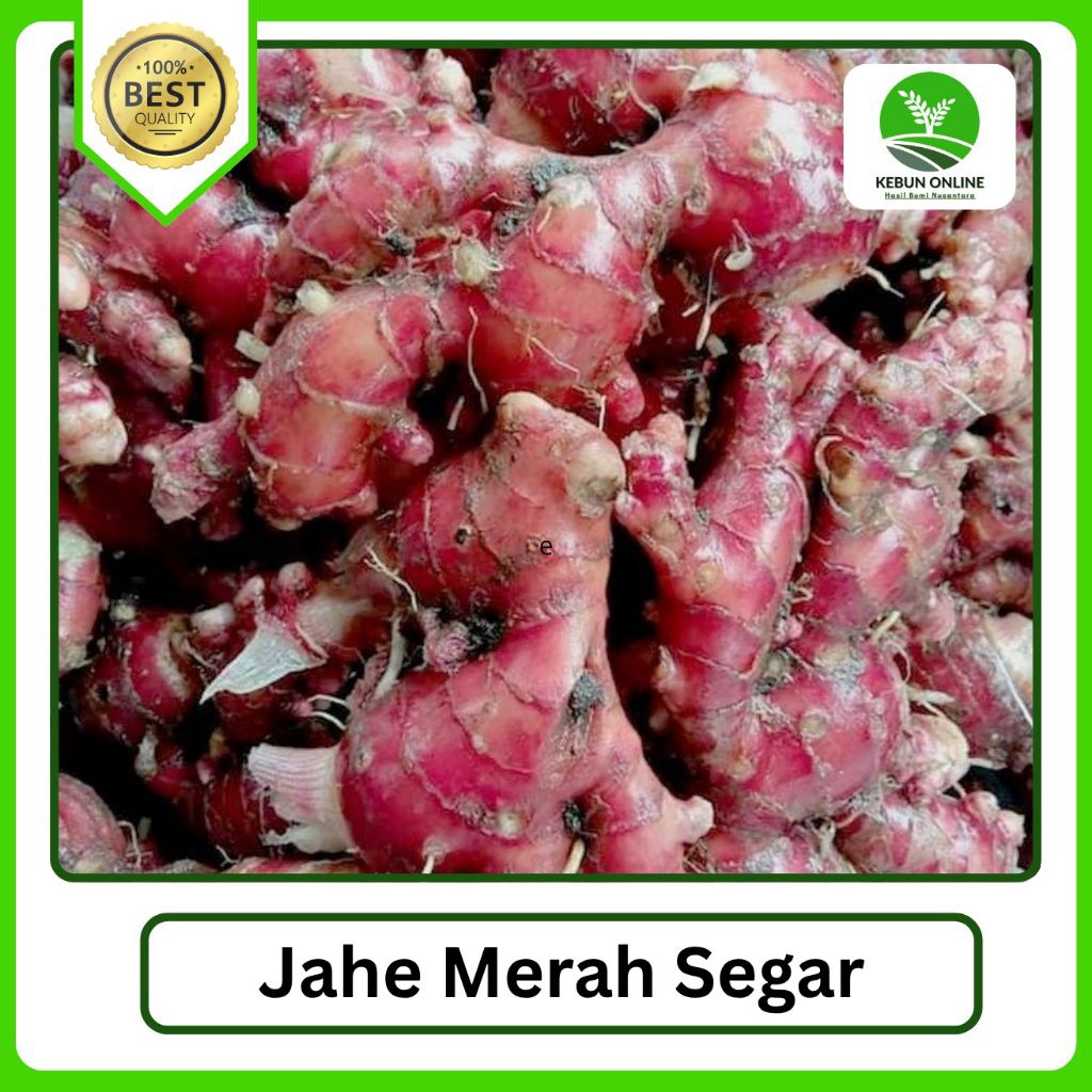 

Jahe Merah Segar Kualitas tinggi [500g] COD Murah