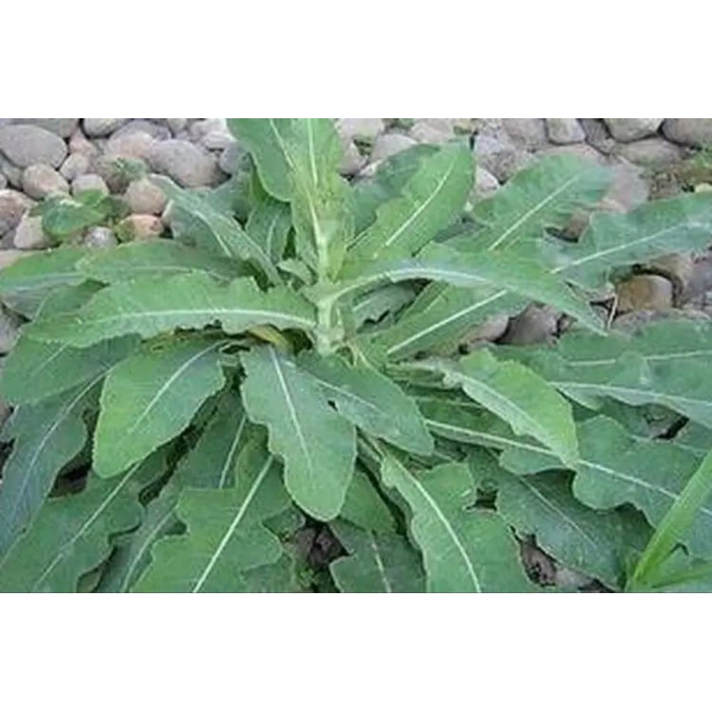 

jual daun tempuyung segar 1 kg