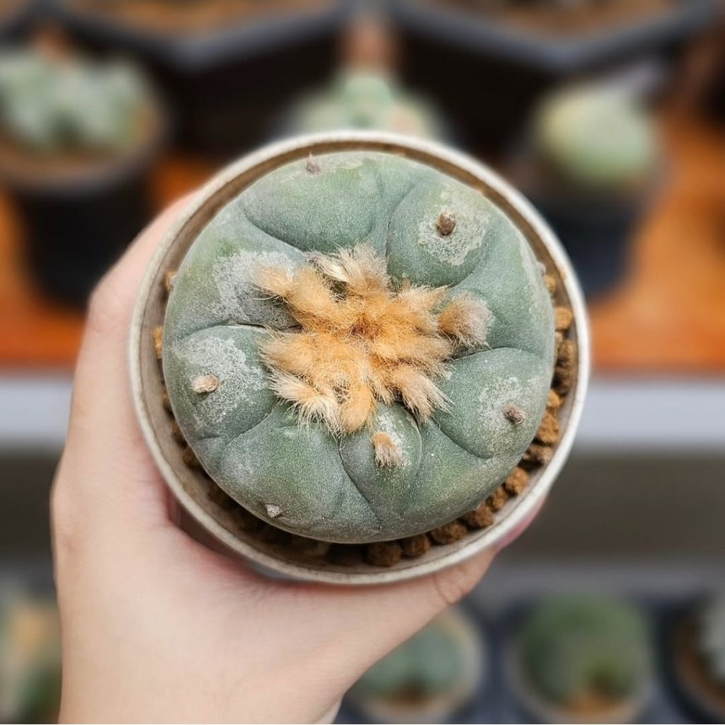 Tanaman kaktus unik lopho lophophora lophopora diffusa williamsii fricii