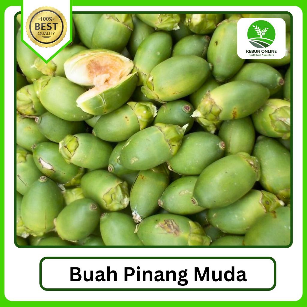 

Harga Grosir Pinang Muda/ Jambe Muda [1kg] Bisa COD