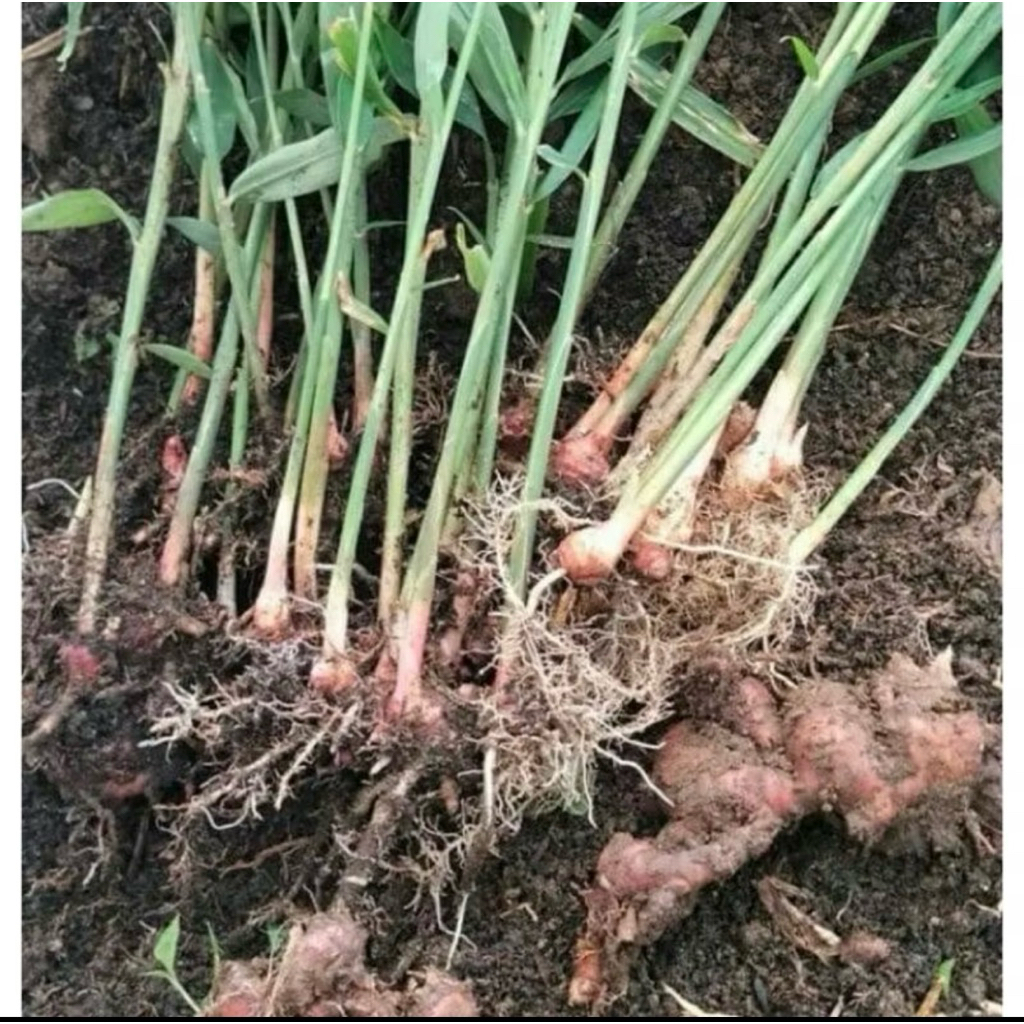 KEBUN.MUKLIS - Paket 5 Bibit Jahe Emprit Sudah Bertunas