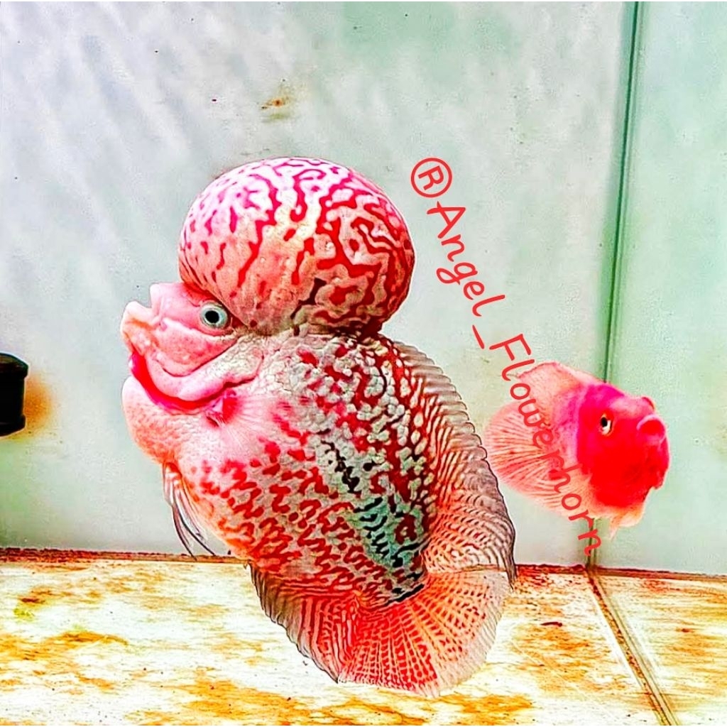 Terbaru spesial VIP kamfa f2 red ori thai mata putih