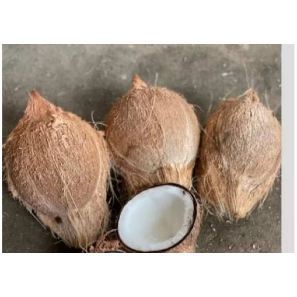 

kelapa tua segar bahan santan