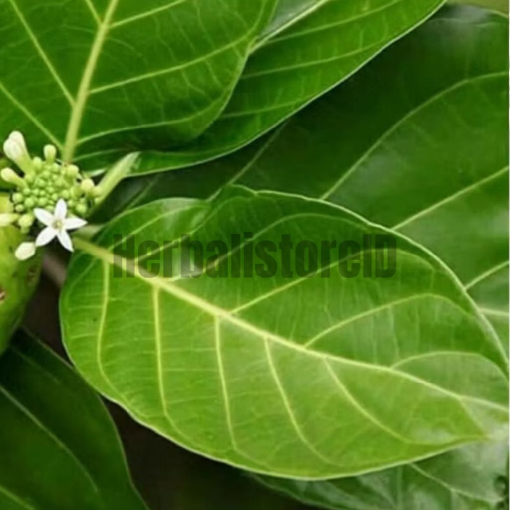 

20 Lembar Daun Mengkudu / Daun Pace Segar Baru Dipetik Saat Order Herbal Untuk Kesehatan