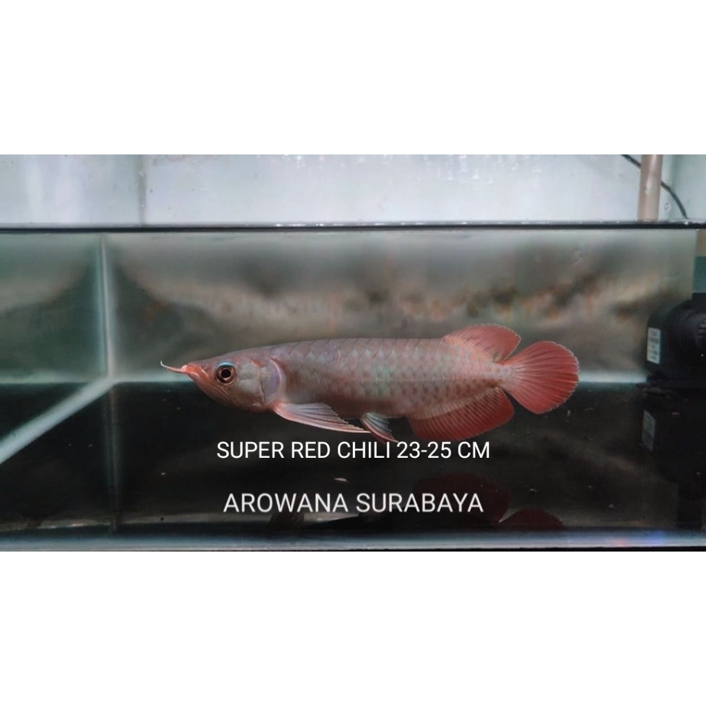 

Free Packing Kardus, Blood Red Chili