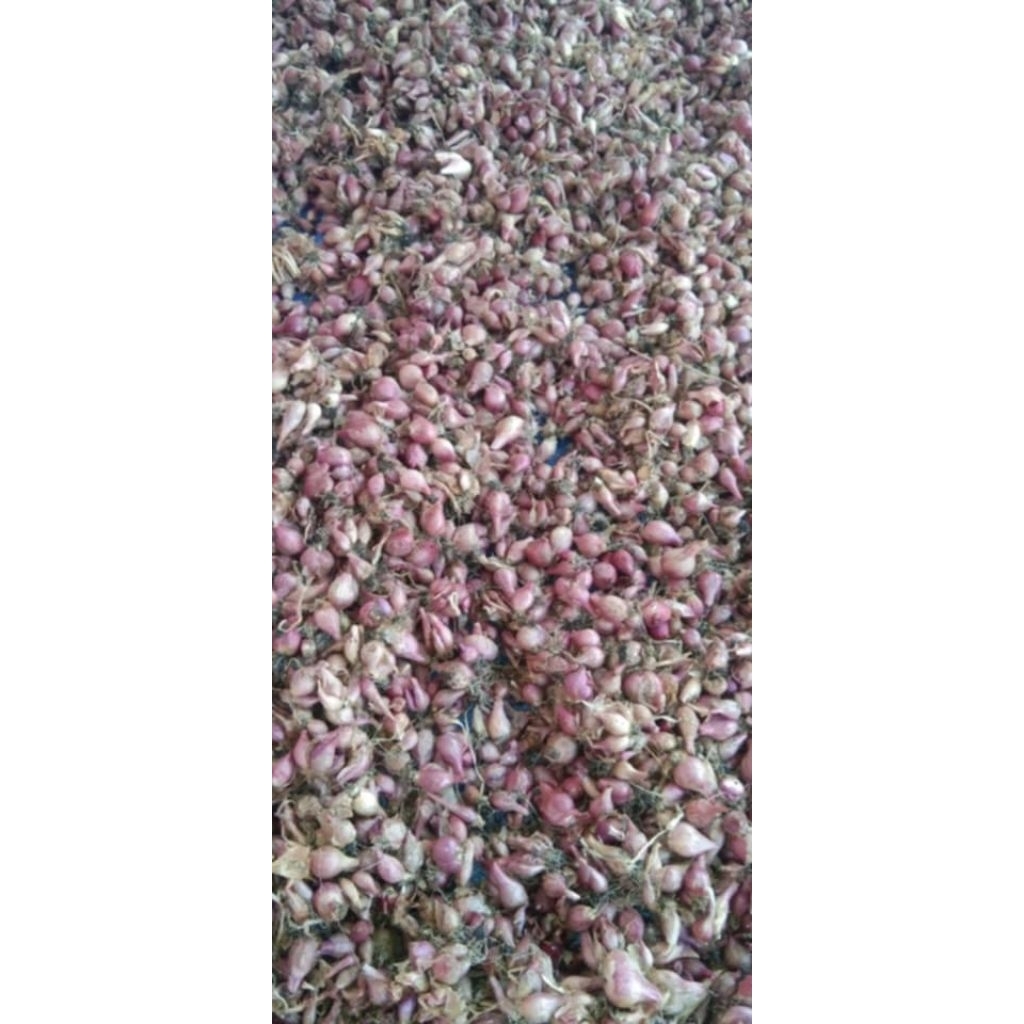 

bawang merah lokal nganjuk 1kg