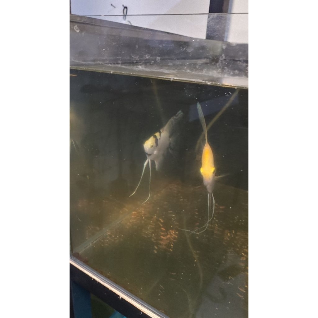 INDUK IKAN MANFISH THREE COLOUR/ MARBLE /ALTUM/ GOLDEN/CALICO PAIR PROVEN