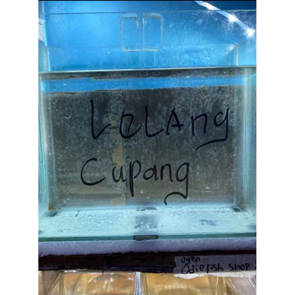hiasan lelang cupang 3