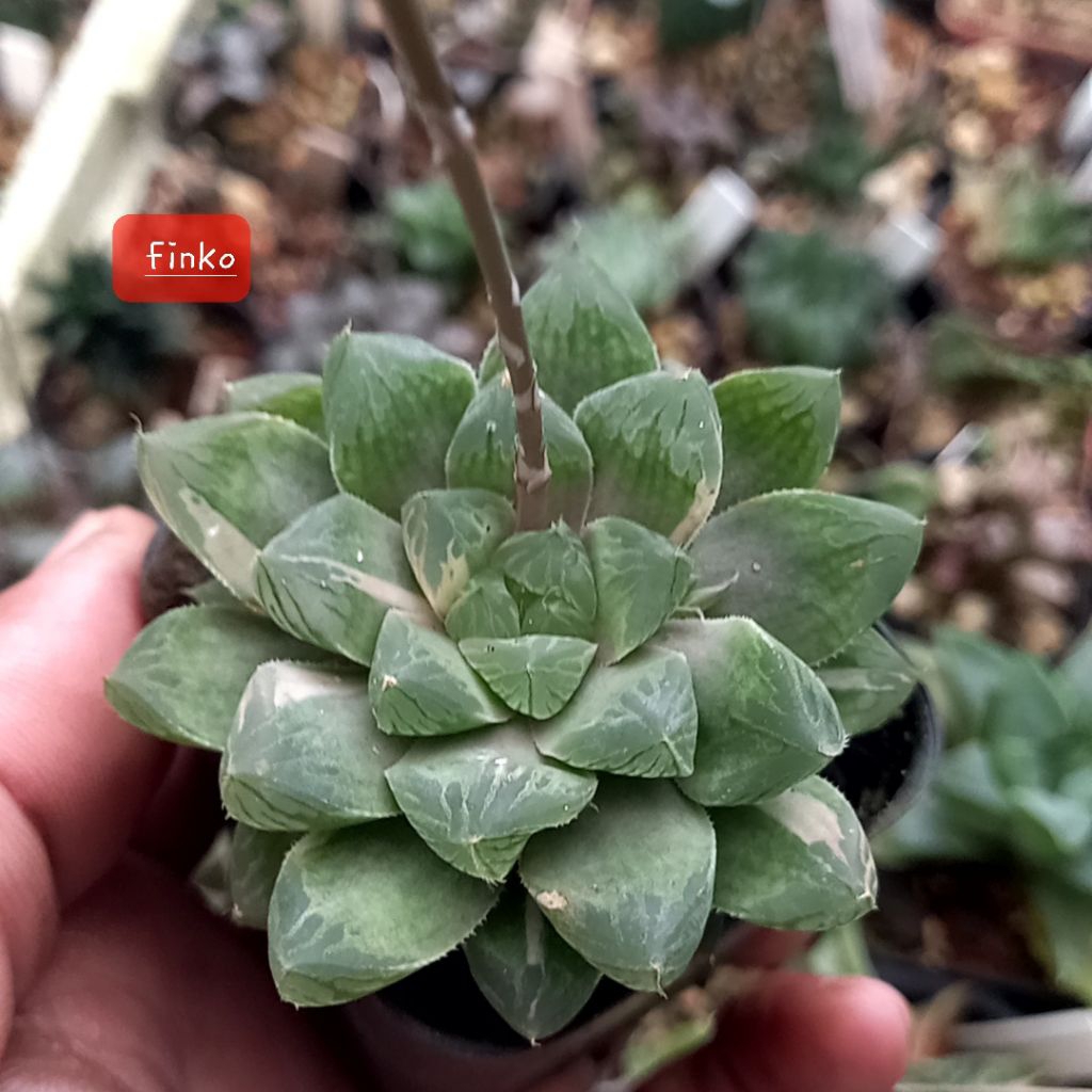 haworthia obtusa marin variegata