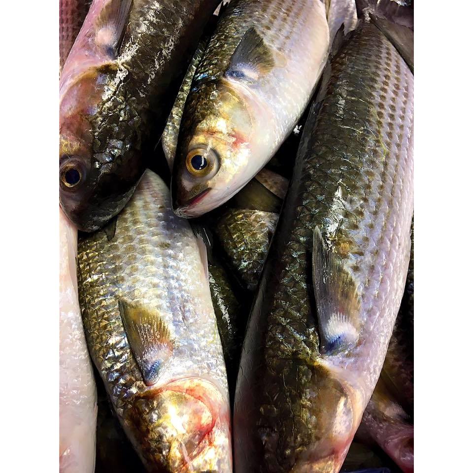 

Ikan Belanak Segar Ikan Blanak 1Kg