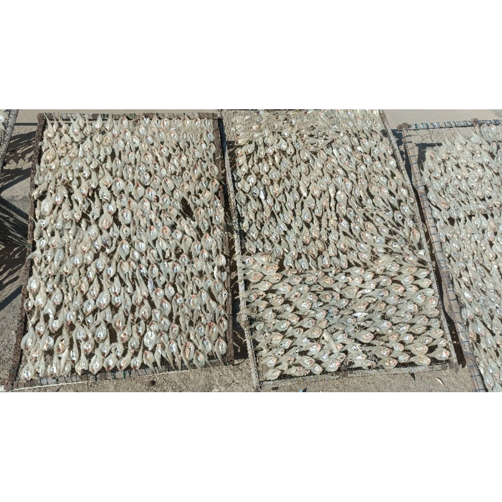 

IKAN ASIN BULU AYAM PREMIUM