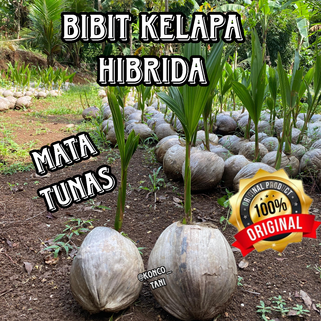 BIBIT KELAPA HIBRIDA SUPER GENJAH