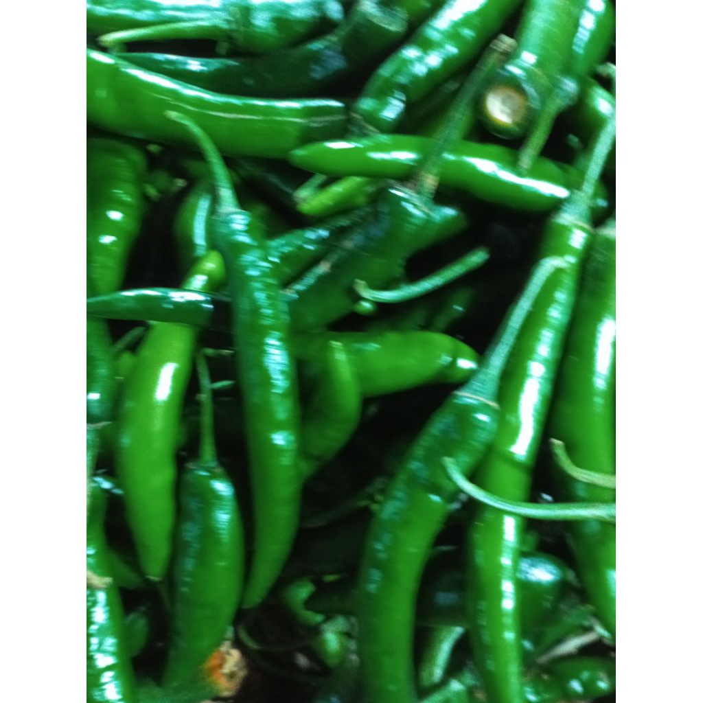 

SAYUR LOMBOK IJO / CABE HIJAU BESAR segar